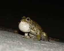 <p>Śpiewający samiec ropuchy zielonej</p>