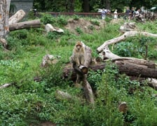 Wybieg magotów we wrocławskim zoo, sierpień 2026