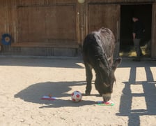 Osioł Zidane z Zoo Wrocław typuje wynik meczu Polska - Walia na Tarczyński Arena Wrocław