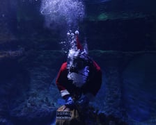 Święty Mikołaj nurkujący w akwarium we wrocławskim zoo