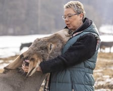 Osiołek Kuba z Lubachowa oraz jego właścicielka