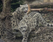 Pantery śnieżne w ZOO Wrocław