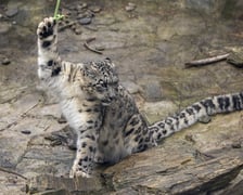 Pantery śnieżne w ZOO Wrocław