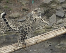 Pantery śnieżne w ZOO Wrocław