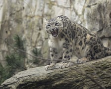 Pantery śnieżne w ZOO Wrocław