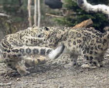 Pantery śnieżne w ZOO Wrocław