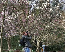 Festiwal Magnolii w Ogrodzie Botanicznym