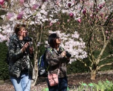 Festiwal Magnolii w Ogrodzie Botanicznym