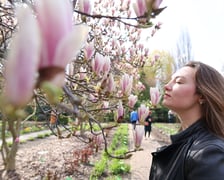 Festiwal Magnolii w Ogrodzie Botanicznym