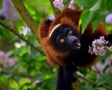 <p>Lemur wari rudy</p>