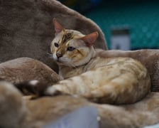 Wystawa kotów rasowych w Orbicie