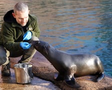 Opiekun zwierząt z zoo Wrocław. Paweł Borecki, inspektor ds. hodowlanych oddział Płetwonogi i Pingwiny