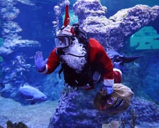 Nurek w stroju świętego Mikołaja we wrocławskim zoo (zdjęcie z ubiegłego roku)