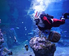 Nurek w stroju świętego Mikołaja we wrocławskim zoo (zdjęcie z ubiegłego roku)