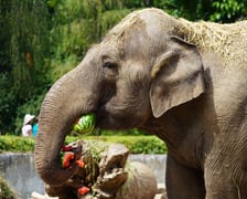 <p>Słonie z zoo lubią słodkie arbuzy.</p>