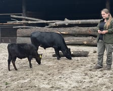 Krówki-miniaturki, czyli bydło rasy dahomey