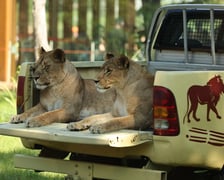 Uroczyste otwarcie nowej Lwiarni we wrocławskim zoo