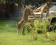 Uroczyste otwarcie nowej Lwiarni we wrocławskim zoo