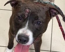 Jeden z psów odebranych podczas interwencji na Rakowcu