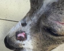 Jeden z psów odebranych podczas interwencji na Rakowcu