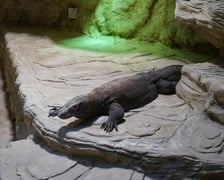 samica warana z Komodo, Flores