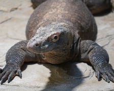 samica warana z Komodo, Flores