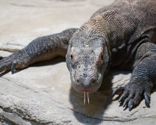 samica warana z Komodo, Flores