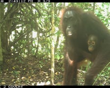 <p>Orangutan, zdjęcie z fotopułapki organizacji Hutan</p>