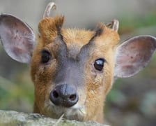 <p>Mundżak chiński Tata</p>