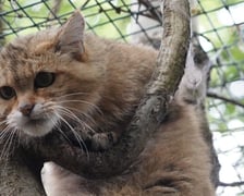 Żbik z wrocławskiego zoo