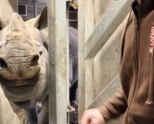 Przygotowania do transportu Csülöka, samca nosorożca z Węgier, który będzie partnerem Marusi