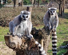 <p>Lemury katta we wrocławskim zoo</p>