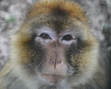Makaki berberyjskie (magoty) we wrocławskim zoo