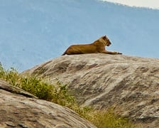Badania i wcześniejszy rekonesans w Serengeti