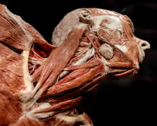 Model ludzkiego ciała z Plastinarium