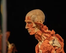 Model ludzkiego ciała z Plastinarium