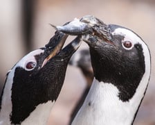 <p>Kolonia pingwin&oacute;w w zoo Wrocław jest drugą co do wielkości w Europie (po tej z zoo w Amsterdamie) i trzecią na świecie</p>