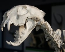 Muzeum Przyrodnicze UWr we Wrocławiu
