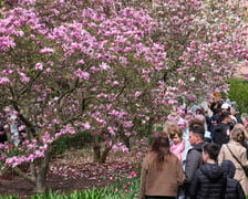 Festiwal Magnolii w Ogrodzie Botanicznym - 19.04.2026 r.