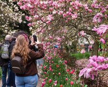 Festiwal Magnolii w Ogrodzie Botanicznym - 19.04.2026 r.