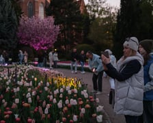 Iluminacje Tulipanowe w Ogrodzie Botanicznym - 25.04.2026 r.