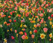 Iluminacje Tulipanowe w Ogrodzie Botanicznym - 25.04.2026 r.