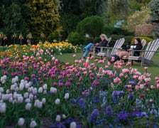 Iluminacje Tulipanowe w Ogrodzie Botanicznym - 25.04.2026 r.