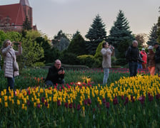 Iluminacje Tulipanowe w Ogrodzie Botanicznym - 25.04.2026 r.