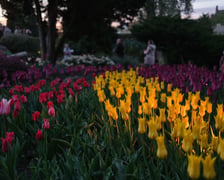 Iluminacje Tulipanowe w Ogrodzie Botanicznym - 25.04.2026 r.