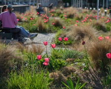 <p>Tulipany na pl. Nowy Targ</p>