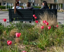 <p>Tulipany na pl. Nowy Targ</p>