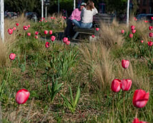 <p>Tulipany na pl. Nowy Targ</p>