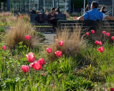 <p>Tulipany na pl. Nowy Targ</p>