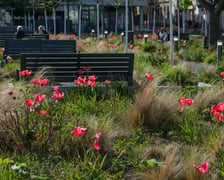 <p>Tulipany na pl. Nowy Targ</p>